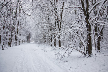 winter forest covered snow