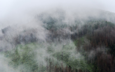 The forests of the tatra mountains are in the fog
