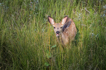 Mule deer fawn standing in high grass in Calgary