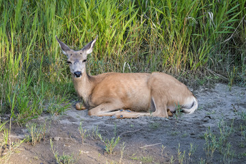 Female mule deer in high grass in Calgary