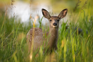 Mule deer fawn standing in high grass in Calgary
