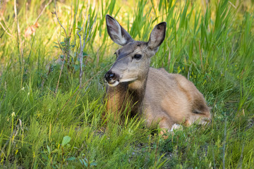 Female mule deer in high grass in Calgary