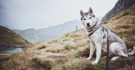Siberian Husky an der Leine in den Bergen © Doreen R