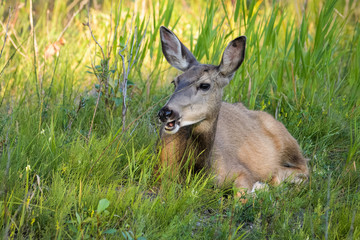 Female mule deer in high grass in Calgary