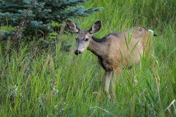 Naklejka na ściany i meble Female mule deer in high grass in Calgary