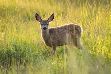 Mule deer fawn standing in high grass in Calgary