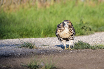 Red tailed hawk playing with a rock on a dirt road in Calgary
