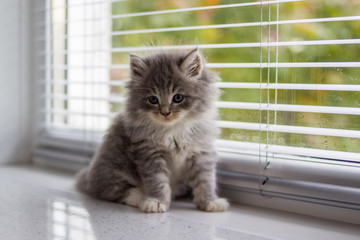 Little fluffy Grey Persian Maine coon kitten lies near the door and looking at camera . Newborn kitten, Kid animals and cats concept