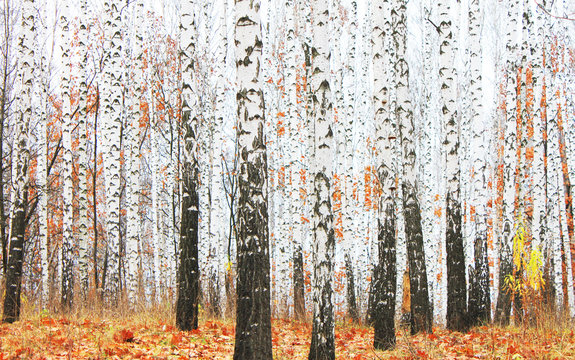 Fototapeta beautiful scene with birches in yellow autumn birch forest in october among other birches in birch grove