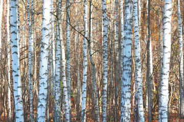 Fototapeta premium beautiful scene with birches in yellow autumn birch forest in october among other birches in birch grove
