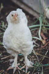 chicken aruacana white