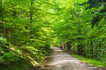 Fototapeta na wymiar Weg durch einen Laubwald