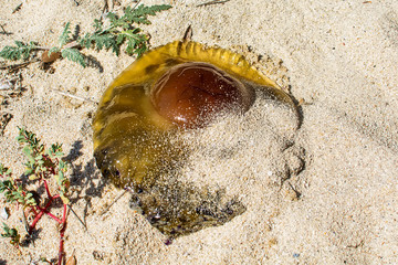 Naklejka premium Jellyfishes on the sandy beach under the sun