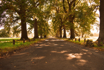 Oak Tree Avenue in Early Autumn in England
