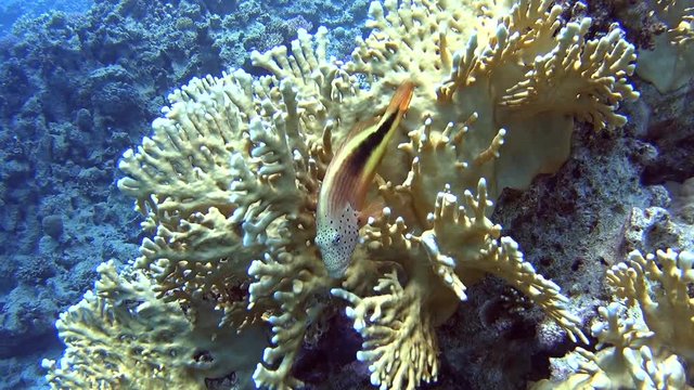 Beautiful underwater tropical coral reef landscape scene with forsters hawkfish paracirrhites forsteri on hard fire corals