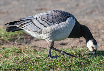 White-breasted brant goose eating grass