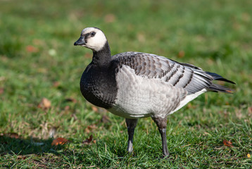 White-breasted brant goose
