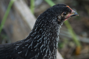 portrait of a chicken