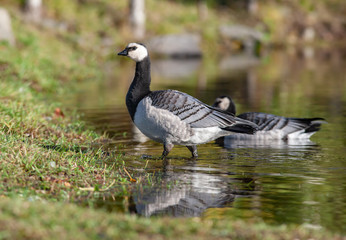 White-breasted brant goose