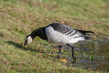 White-breasted brant goose eating grass