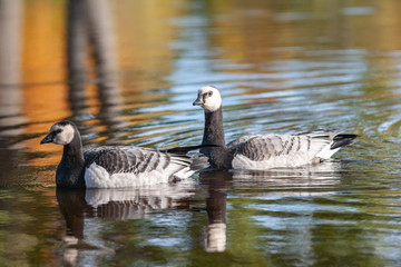 White-breasted brant goose