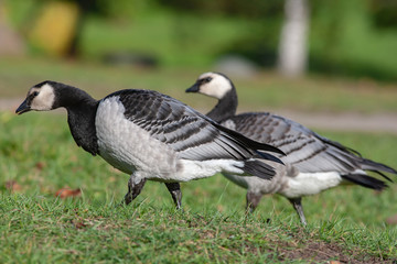 White-breasted brant geese