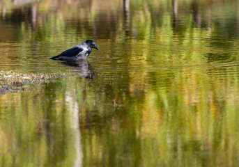 Big black crow washing in a pond