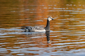 White-breasted brant goose