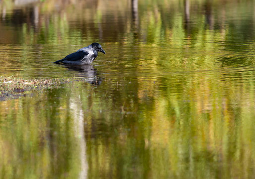 Big black crow washing in a pond © Igor Podgorny
