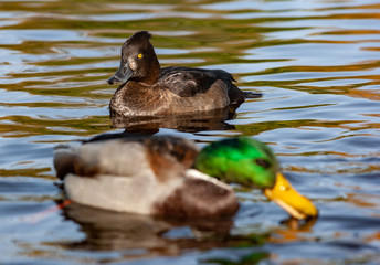 Two ducks in a pond, selective focus