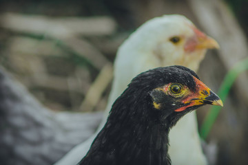 portrait of a chicken