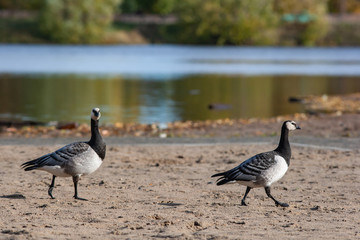 Two white-breasted brant geese