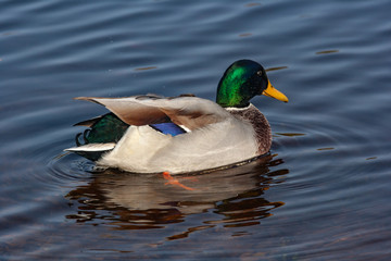 Male mallard duck swimming in a pond