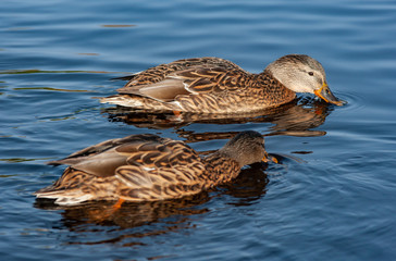 Two female mallard ducks swimming in a pond