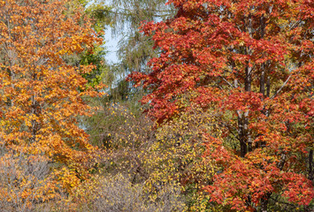 Colorful foliage on trees in the city park