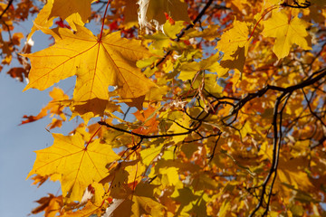 Naklejka na ściany i meble Bright yellow maple leaves in the fall on a sunny day