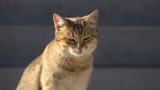 domestic cat basks in the street.