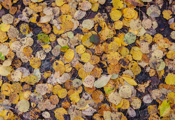 Colorful aspen leaves covered with rain drops