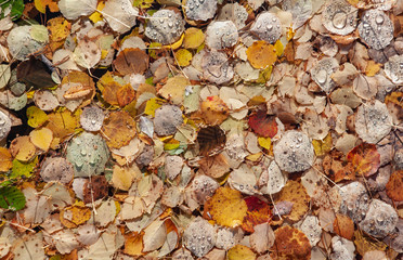Colorful aspen leaves covered with rain drops