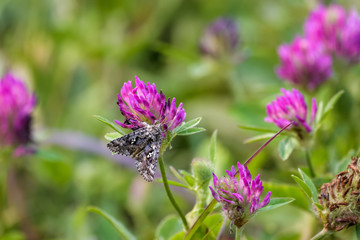 Moth on a flower in Jasper National park