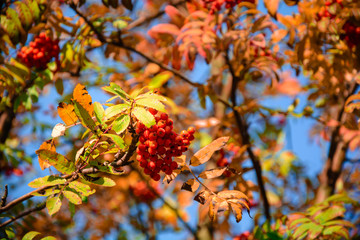 Vogelbeeren im Herbst