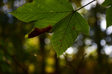 green maple leaves