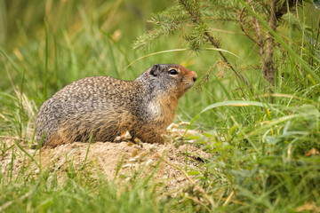 Naklejka na ściany i meble Columbia ground squirrel in front of its den in Jasper national park