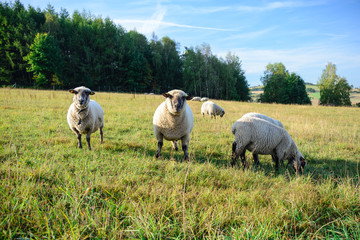 Naklejka na ściany i meble Schafe auf der Wiese Bauernhof