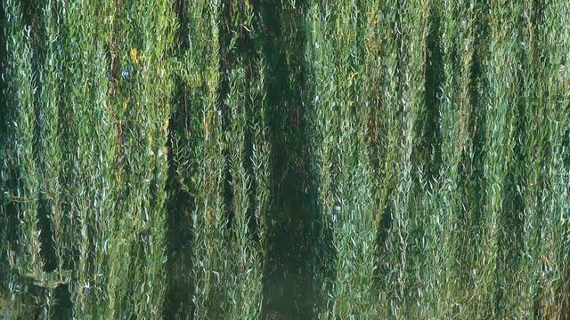 reflection of branches with foliage of willow on the surface of the water in the river.