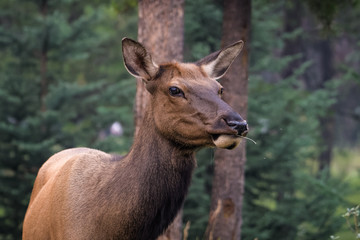 Closeup of a female elk eating in a forest in Jasper National Park