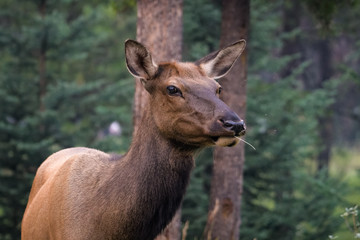 Naklejka na ściany i meble Closeup of a female elk eating in a forest in Jasper National Park