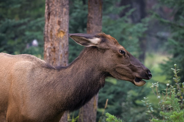 Naklejka na ściany i meble Closeup of a female elk eating in a forest in Jasper National Park