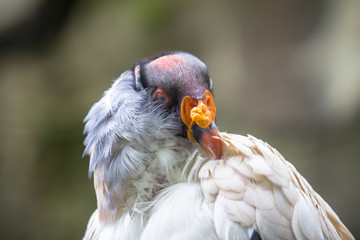 King vulture in a Zoo, Berlin