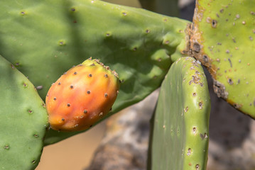 Opuntia with ripe fruits